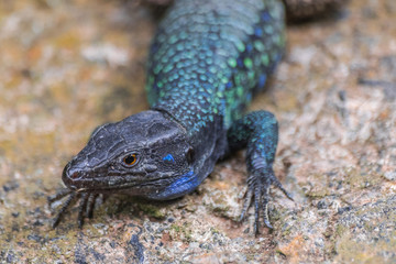 Gallotia galloti male lizard portrait, endemic Tenerife and La Palma lizard, Canary islands, Spain