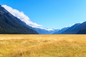 Golden field in mountain area