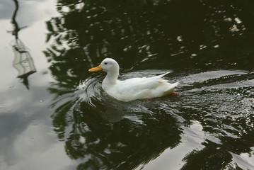 duck