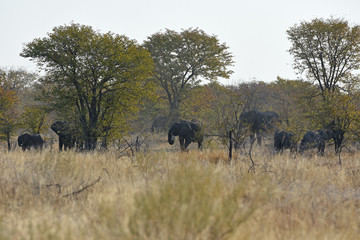 Fototapeta premium Afrikanische Elefanten im Etosha Nationalpark (Namibia)