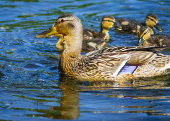 Duck with its offspring on the water