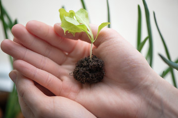 Hands of woman preparing to carefully plant seedlings of salad in fertile soil in bigger pot....