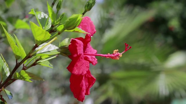 Blooming red Hibiscus flower buds ALPHA matte, FULL HD