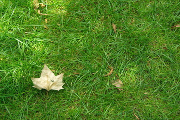 leaf on grass