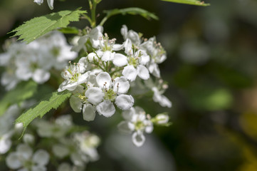 Crataegus pinnatifida ornamental flowering tree with white flowers during springtime, Chinese hawthorn hawberry in bloom