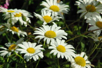 Fototapeta premium field of daisies