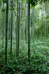 Fototapeta premium 日本 京都 緑の竹藪 竹林 Japan Kyoto green bamboo forest bamboo grove