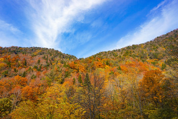 Fototapeta premium Autumn leaves of the mountains. 山々の紅葉 日本 富山県立山町 立山駅、称名滝周辺