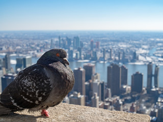 A pigeon at New York City 鳩とニューヨーク