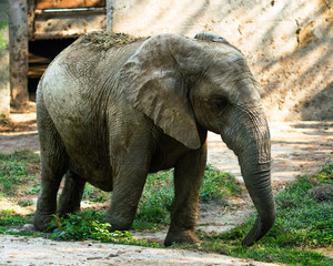 Fototapeta premium African elephant covered in dried mud for protection against sun and pest