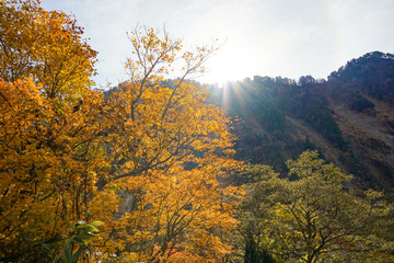 Fototapeta premium Japanese National Park, Autumn leaves around the national park in Tateyama, Toyama. 日本の国立公園 称名滝周辺の紅葉 富山県立山町