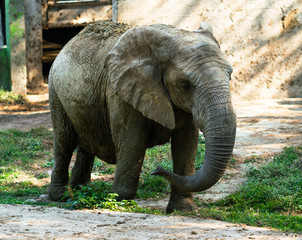 Fototapeta premium African elephant covered in dried mud for protection against sun and pest