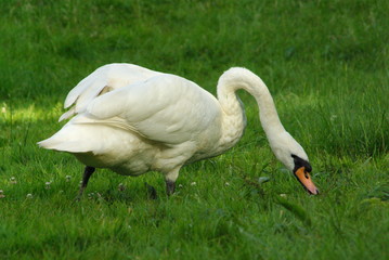 swan on grass