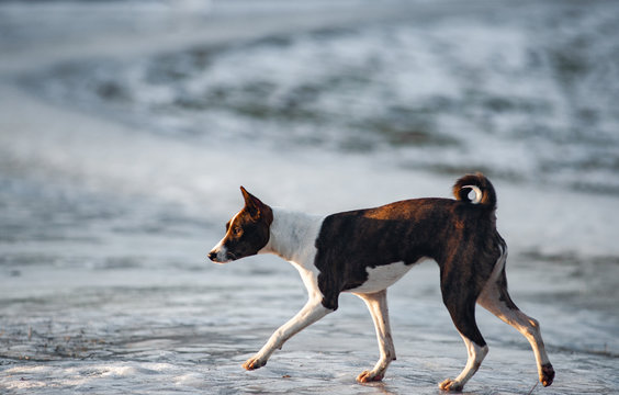 Basenji Dog In Early Spring