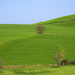 landscape with cultivated fields and isolated tree in the green