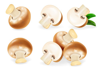 Brown champignon mushroom realistic vector illustration.