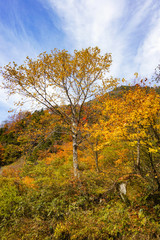Fototapeta premium Autumn leaves of the mountains. 山々の紅葉 日本 富山県立山町 立山駅、称名滝周辺