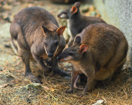 Group Of Three Red Legged Pademelon