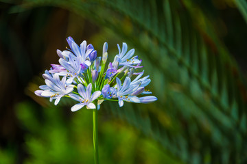 Beautiful African lily blue flower science name Agapanthus Africanus with vibrant green natural foliage background