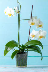 White orchid on a blue background. Indoor plant. Gardening. Grow flowers