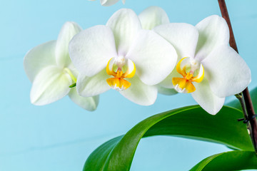 Naklejka na ściany i meble White orchid branch close-up. Houseplants. Orchids