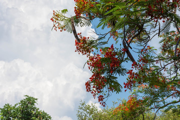 バカンス・トロピカル・南国・イメージ
