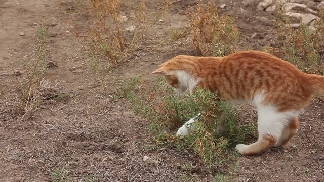 red cat plays (hunting) with mouse in nature and hits her by paw, wildlife outdoors