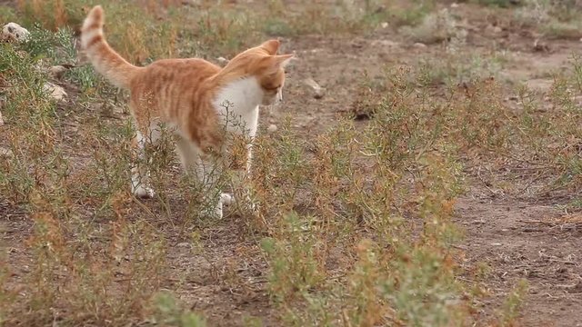 red cat carries a mouse in the mouth, releases him and plays, hunting in wildlife