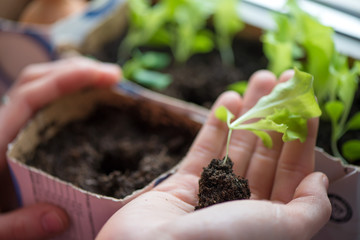 Hands of woman preparing to carefully plant seedlings of salad in fertile soil in bigger pot....