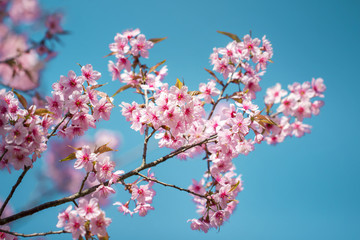 Wild Himalayan Cherry Blossoms in spring season (Prunus cerasoides), Sakura in Thailand, selective focus, Phu Lom Lo, Loei, Thailand.