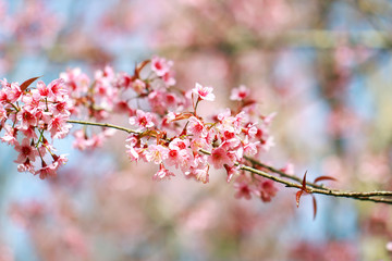 Wild Himalayan Cherry Blossoms in spring season (Prunus cerasoides), Sakura in Thailand, selective focus