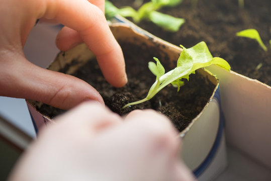 Two hands of woman carefully planting seedlings of salad in fertile soil in bigger pot. Taking care and growth concept.