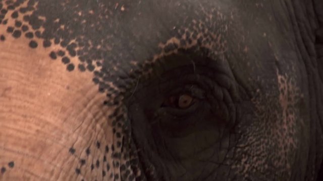 Eye of Asian Elephant (Elephas maximus). Close Up View
