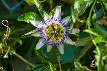 passion flower Passiflora caerulea Passionflower against green garden background