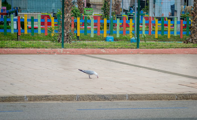 Birds on street