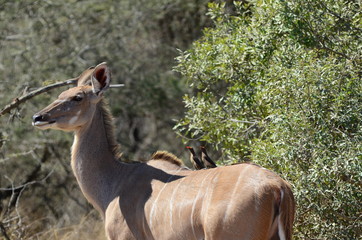 Fauna al parco Kruger, uccellini di passaggio su cervo africano