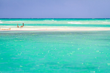 Two pelicans in Boca Paila beach, Sian Kaan Biosphere Reserve (Mexico)