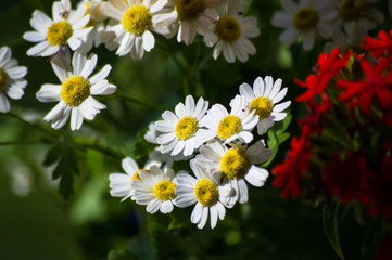 Obraz premium a bouquet of bright spring flowers of various types