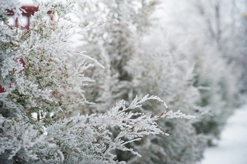 Natural texture of a winter background of Christmas trees. Snow is coming, snow-covered spruce branches
