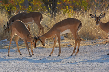 Schwarznasen-Impala (Aepyceros melampus petersi) im Etosha Nationalpark (Namibia)