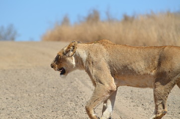 Leonessa che attraversa sentiero al parco Kruger Sudafrica