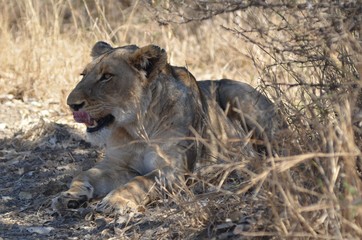Leonessa al parco Kruger Sudafrica