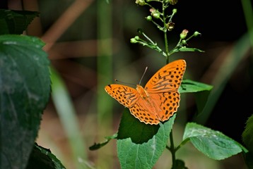 Orange butterfly on leaves in a sun-lit forest