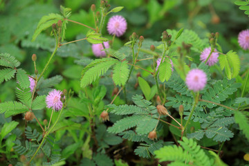 Mimosa plants and flowers in summer after rain