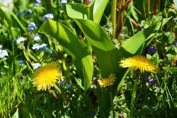 dandelion, Taraxacum, blowball,  flower, yellow, nature, grass, spring, green, summer, plant, blossom, flora, macro, meadow, flowers, close-up, bloom, weed, beauty, beautiful, garden, season, floral