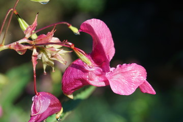 Bach, Lilien, pink, rosa, Gewässer, Guten Morgen, Tau