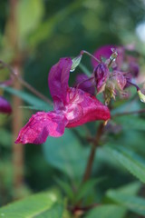 Bach, Lilien, pink, rosa, Gew&auml;sser, Guten Morgen, Tau