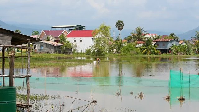 Small pond and palm trees growing in. Cambodian man collecting mussels and water snails using handmade cage. 29 may 2018 Kampot City, Cambodia.