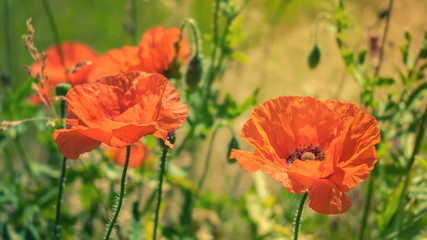 Two bright red poppies in the sun on background of green grass and leaves. Close up of red poppy flowers in field. Beautiful flowers in the sunset light.
