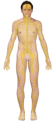 Anatomia del sistema nervoso